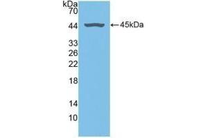 Detection of Recombinant FMOD, Human using Polyclonal Antibody to Fibromodulin (FMOD) (Fibromodulin antibody  (AA 19-376))