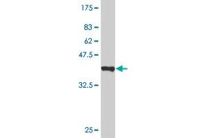 Western Blot detection against Immunogen (37 KDa) . (LHX4 antibody  (AA 291-390))