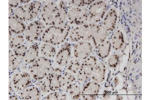 Immunoperoxidase of monoclonal antibody to ZNF256 on formalin-fixed paraffin-embedded human stomach.