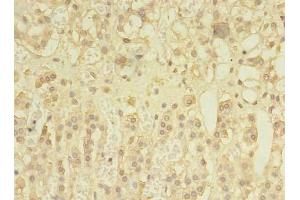 Immunohistochemistry of paraffin-embedded human adrenal gland tissue using ABIN7166148 at dilution of 1:100 (SPRY1 antibody  (AA 1-178))