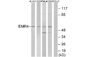 Western blot analysis of extracts from HUVEC cells, COS-7 cells, HeLa cells and COLO cells, using EMR4 antibody. (EMR4 antibody  (Internal Region))