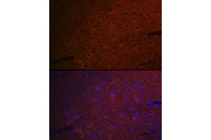 Immunofluorescence analysis of mouse brain cells using CEND1 Rabbit mAb (ABIN7266242) at dilution of 1:100 (40x lens). (CEND1 antibody)