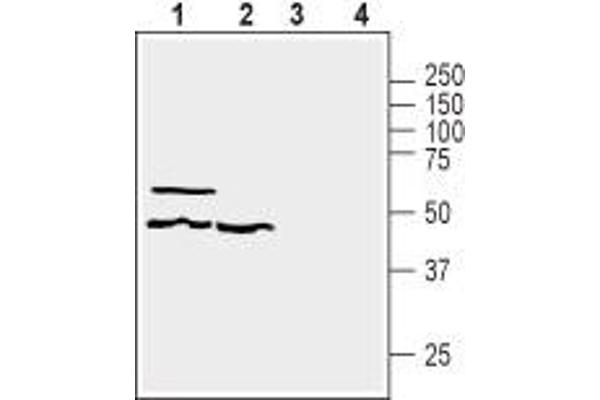 GPR39 antibody  (3rd Extracellular Loop)