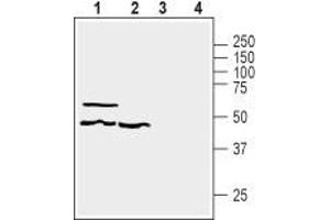 Western blot analysis of human HT-29 colorectal adenocarcinoma (lanes 1 and 3) and human MEG-01 megakaryoblastic leukemia (lanes 2 and 4) cell line lysates: - 1,2 Anti-GPR39 (extracellular) Antibody (ABIN7043159, ABIN7044429 and ABIN7044430), (1:200).