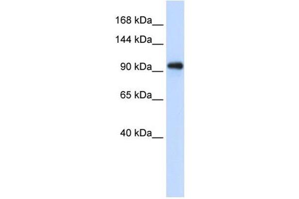 EXOSC10 antibody  (C-Term)