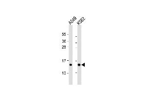 All lanes : Anti-RPS15A Antibody (N-term) at 1:1000 dilution Lane 1: A549 whole cell lysate Lane 2: K562 whole cell lysate Lysates/proteins at 20 μg per lane. (RPS15A antibody  (N-Term))
