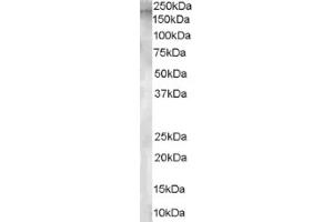 Image no. 1 for anti-Glutamyl Aminopeptidase (Aminopeptidase A) (ENPEP) (Internal Region) antibody (ABIN374574) (ENPEP antibody  (Internal Region))