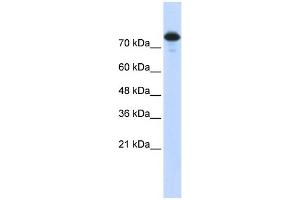 WB Suggested Anti-WWP2 Antibody Titration:  0.