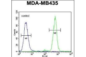 TT1 Antibody (C-term) 10831b flow cytometric analysis of MDA-M cells (right histogram) compared to a negative control cell (left histogram). (TAPT1 antibody  (C-Term))