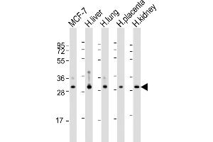 WBP1 antibody  (AA 202-234)