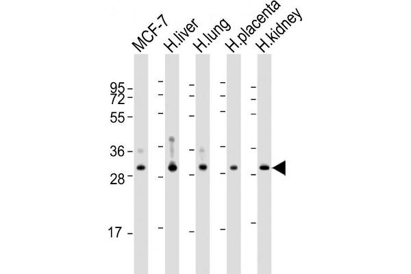 WBP1 抗体  (AA 202-234)