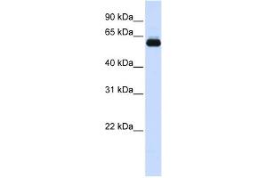 TRIM60 antibody used at 1 ug/ml to detect target protein. (TRIM60 antibody  (N-Term))