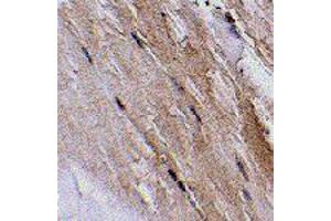 Immunohistochemistry of GBAS in mouse skeletal muscle tissue with GBAS polyclonal antibody  at 2. (GBAS antibody  (N-Term))