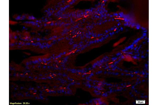 Reprimo antibody  (AA 41-109)