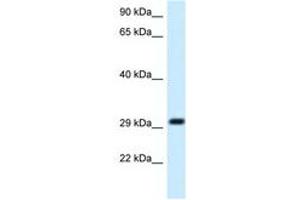 Image no. 1 for anti-Mitochondrial Ribosomal Protein L19 (MRPL19) (C-Term) antibody (ABIN6747692) (MRPL19 antibody  (C-Term))