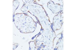 Immunohistochemistry of paraffin-embedded human placenta using CNTN1 antibody (ABIN7266492) at dilution of 1:100 (40x lens). (Contactin 1 antibody  (AA 250-350))