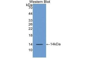 WB of Protein Standard: different control antibodies against Highly purified E. (AGGF1 ELISA Kit)