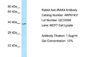 Western Blotting (WB) image for anti-Interleukin-1 Receptor-Associated Kinase 4 (IRAK4) (C-Term) antibody (ABIN2788803) (IRAK4 antibody  (C-Term))