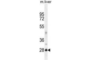 Western blot analysis in mouse liver tissue lysates (35ug/lane) using DNAJB8  Antibody (N-term). (DNAJB8 antibody  (N-Term))