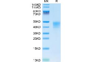 IFNA Protein (AA 27-243) (His tag)