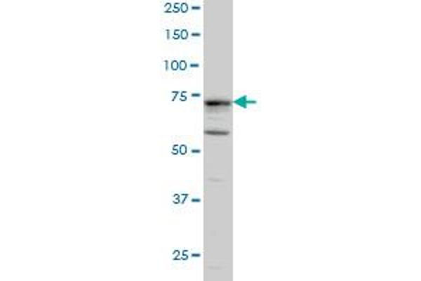 DCLK1 anticorps  (AA 640-729)