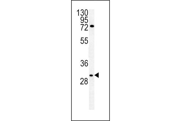 Claudin 12 antibody  (N-Term)