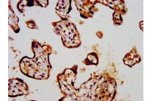 IHC image of ABIN7163932 diluted at 1:300 and staining in paraffin-embedded human placenta tissue performed on a Leica BondTM system. (KCNK3 antibody  (AA 278-379))