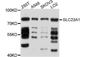 Western blot analysis of extract of various cells, using SLC23A1 antibody.