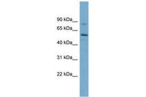 Image no. 1 for anti-Syntrophin, gamma 1 (SNTG1) (AA 215-264) antibody (ABIN6744162) (Syntrophin gamma 1 antibody  (AA 215-264))