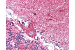 Anti-STMN1 antibody IHC of human brain, cerebellum. (Stathmin 1 antibody  (Ser37))