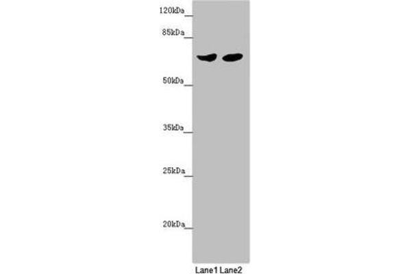 RARS2 antibody  (AA 17-340)