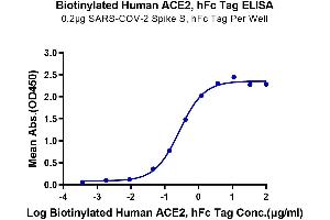 Immobilized SARS-COV-2 Spike S at 2 μg/mL (100 μL/Well) on the plate. (ACE2 Protein (AA 18-740) (Fc-Avi Tag,Biotin))