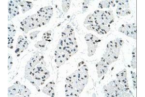 Image no. 3 for anti-RNA Binding Motif Protein 22 (RBM22) (AA 301-350) antibody (ABIN6736326) (RBM22 antibody  (AA 301-350))