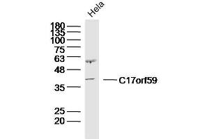 HeLa Cell lysates probed with C17orf59 Polyclonal Antibody, unconjugated  at 1:300 overnight at 4°C followed by a conjugated secondary antibody for 60 minutes at 37°C. (C17orf59 antibody)