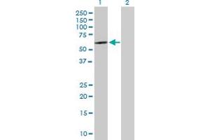 Western Blot analysis of SOX30 expression in transfected 293T cell line by SOX30 MaxPab polyclonal antibody. (SOX30 antibody  (AA 1-501))