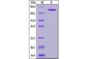 Human FAP, His Tag (MALS verified) on  under reducing (R) condition. (FAP Protein (AA 26-760) (His tag))