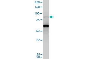 PCAF monoclonal antibody (M05), clone 5E8 Western Blot analysis of PCAF expression in Hela S3 NE . (KAT2B antibody  (AA 353-452))