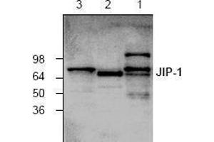 Image no. 1 for anti-Mitogen-Activated Protein Kinase 8 Interacting Protein 1 (MAPK8IP1) antibody (ABIN127294) (MAPK8IP1 antibody)