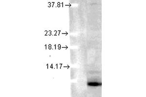 Western Blot analysis of Human Cell lysates showing detection of Ubiquitin protein using Mouse Anti-Ubiquitin Monoclonal Antibody, Clone 6C11-B3 .