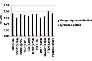 ELISA analysis of various phosphotyrosine peptides and corresponding non-phosphorylated peptides with Phosphotyrosine monoclonal antibody, clone E10 .