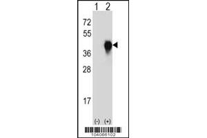 Western blot analysis of PLAUR using rabbit polyclonal PLAUR Antibody (W151) using 293 cell lysates (2 ug/lane) either nontransfected (Lane 1) or transiently transfected (Lane 2) with the PLAUR gene. (PLAU antibody  (AA 136-166))