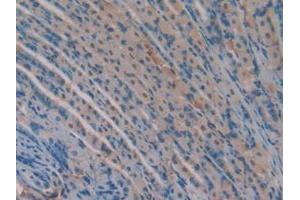 IHC-P analysis of Mouse Stomach Tissue, with DAB staining. (Versican antibody  (AA 3058-3299))