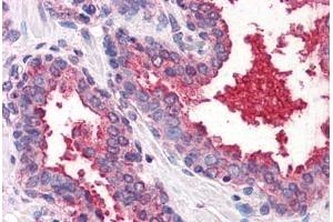 Anti-CD26 antibody  ABIN960766 IHC staining of human prostate. (DPP4 antibody  (Internal Region))