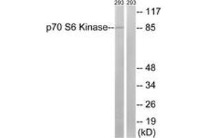 Western blot analysis of extracts from 293 cells, using p70 S6 Kinase (Ab-427) Antibody.