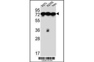 Western blot analysis in A375,A2058,Hela cell line lysates (35ug/lane). (GRP78 antibody  (C-Term))