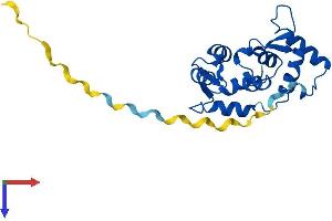 AlphaFold protein structure predicition of Human Recombinant MYL4 Protein, UniprotID P12829 (MYL4 Protein (AA 1-197) (His tag))