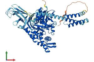 AlphaFold protein structure predicition of Human Recombinant HSPA2 Protein, UniprotID P54652