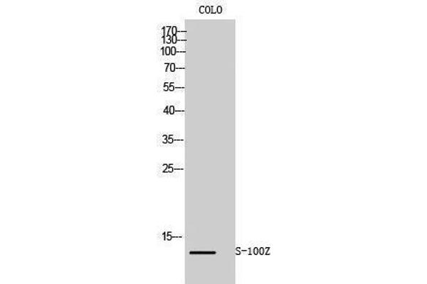 S100Z antibody  (N-Term)