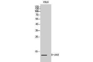 Western Blotting (WB) image for anti-S100 Calcium Binding Protein Z (S100Z) (N-Term) antibody (ABIN3186867) (S100Z antibody  (N-Term))