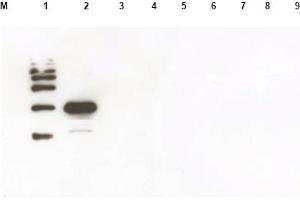Western blot using anti-Yeast ULP-1 antibody was used to confirm the specificity of the antibody. (ULP1 antibody)